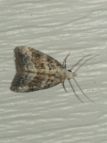 Réf. 310 397 : Nola squalida
